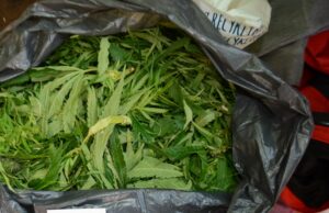 Dozór Policji za konopie na podwórku