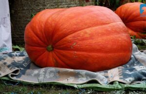 IX Rodzinny Festiwal Dyni w Radaczu