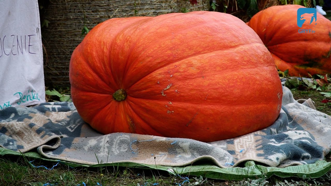 IX Rodzinny Festiwal Dyni w Radaczu