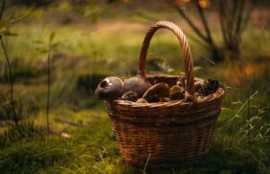 Zabłądziły na grzybach, zostały odnalezione w ostatniej chwili