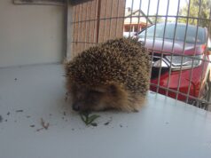 Z notatnika miejskiego strażnika: nieudany atak na ogrodzenie