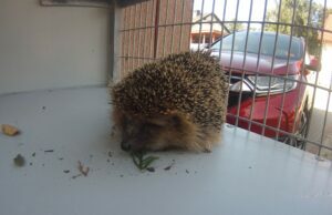 Z notatnika miejskiego strażnika: nieudany atak na ogrodzenie