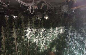 Barwicka plantacja konopii zlikwidowana