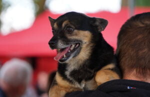 Dziś obchodzimy Dzień Kundelka