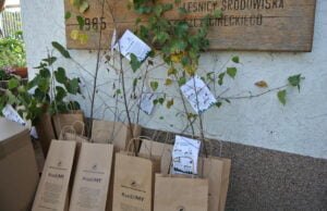 Leśnicy obdarowywali sadzonkami