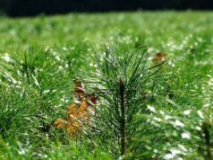 Akcja #sadziMY w Szczecinku