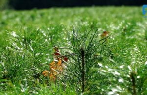 Akcja #sadziMY w Szczecinku