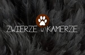 Zwierze w kamerze – nowa propozycja GRYF.tv
