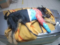 Z notatnika miejskiego strażnika: pomoc czworonogowi na Pilskiej