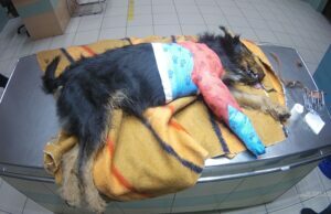 Z notatnika miejskiego strażnika: pomoc czworonogowi na Pilskiej