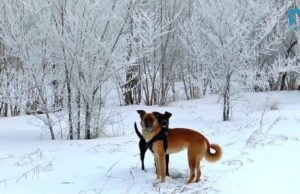 ZWIERZĘ W KAMERZE #4 Czworonogi przed zimą