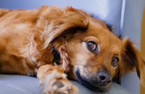 Pies już w domu… Co więc dalej? Zapraszamy na ZWIERZE W KAMERZE!