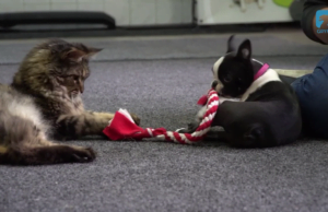 Niesforny maluch rozpoczyna naukę