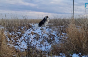 Pomóżmy czworonogom cieszyć się zimą