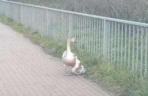 Z notatnika miejskiego strażnika: łabędzi dzień