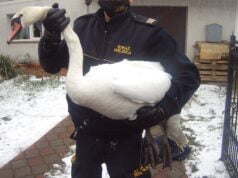 Nie bądźmy obojętni na krzywdę ptaków!