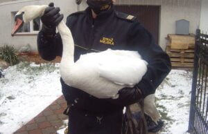 Nie bądźmy obojętni na krzywdę ptaków!