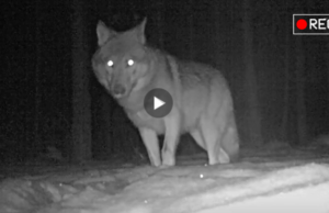 Filmowe klatki z fotopułapki