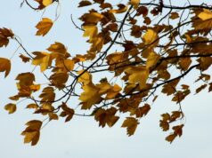 Wietrzny czwartek w regionie