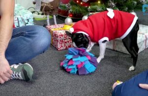 ZWIERZĘ W KAMERZE #5 Prezenty pod choinkę