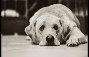 ZWIERZĘ W KAMERZE #6 Sylwester u czworonogów