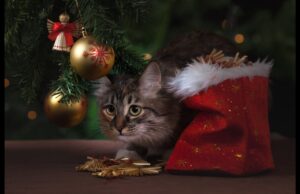 ZWIERZĘ W KAMERZE #8 Choinka, czyli koci wróg