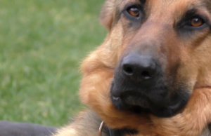 ZWIERZĘ W KAMERZE #7 Czworonogi i świąteczny stół