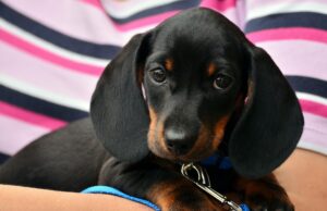 ZWIERZĘ W KAMERZE #9 Kiedy szczeniak staje się dorosły