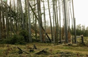 Leśnicy podsumowują straty po wichurach i wprowadzają zakazy wstępu