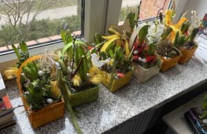 Hiacyntowe Love w Strefie Aktywnego Seniora