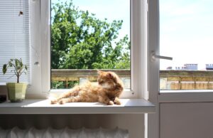 Futrzak pojawia się w domu…