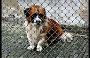 ZWIERZĘ W KAMERZE #14 Czworonogi z Ukrainy