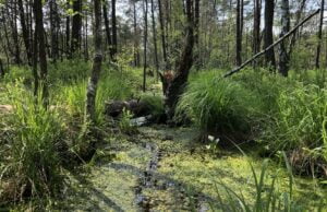 Nadleśnictwo Szczecinek zaprasza na #SpacerZLeśnikiem