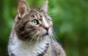 Bezpłatna kastracja kotów w Białym Borze