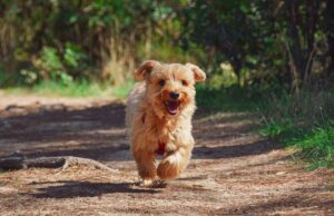 Wiosna coraz bliżej, przygotujmy się do dłuższych spacerów!