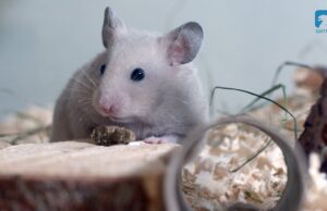 ZWIERZĘ W KAMERZE #16 Gryzonie domowe