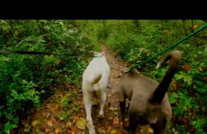 ZWIERZĘ W KAMERZE #15 Wiosna za pasem