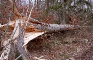 Silnie powieje aż do jutra, możliwe też burze