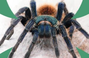 Największe pająki świata w Bornem Sulinowie