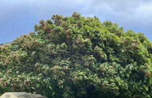 Bardzo wietrzna sobota