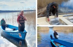 Półtora miliona szczupaków wpuszczono do Wierzchowa