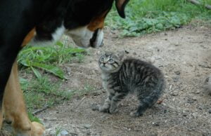 Gmina Borne Sulinowo bezpłatnie kastruje i chipuje psy oraz koty