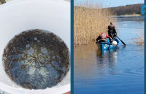 Półtora miliona szczupaków wpuszczono do Wierzchowa