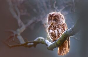 Zostawmy w spokoju dzikie zwierzęta!