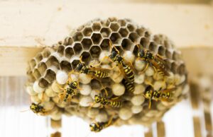 Strażacki raport tygodnia: coraz groźniejsze osy