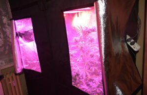 Domowa plantacja zlikwidowana