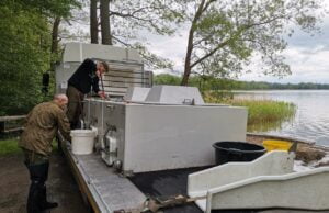 Młody sandacz w Trzesiecku i Wilczkowie