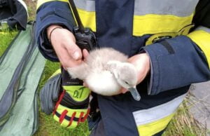 Strażacy z odsieczą dla zwierząt