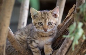 Strażacki raport tygodnia: było spokojniej, był też kot na drzewie