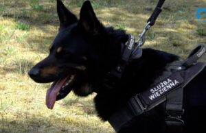 Psy w Służbie Więziennej